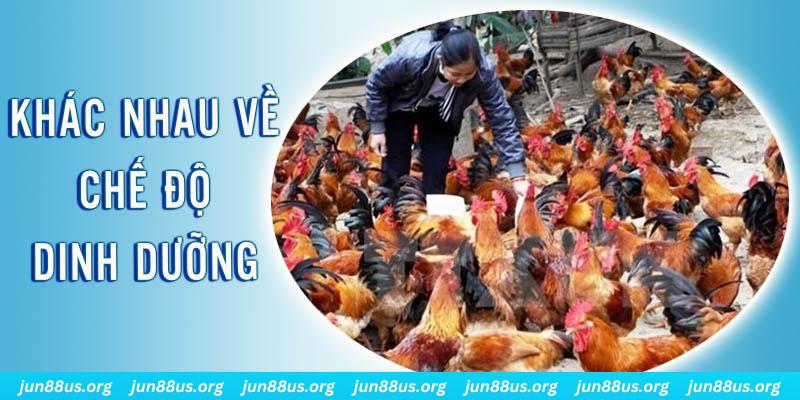 vaobong88 xổ số thứ sáu hàng tuần